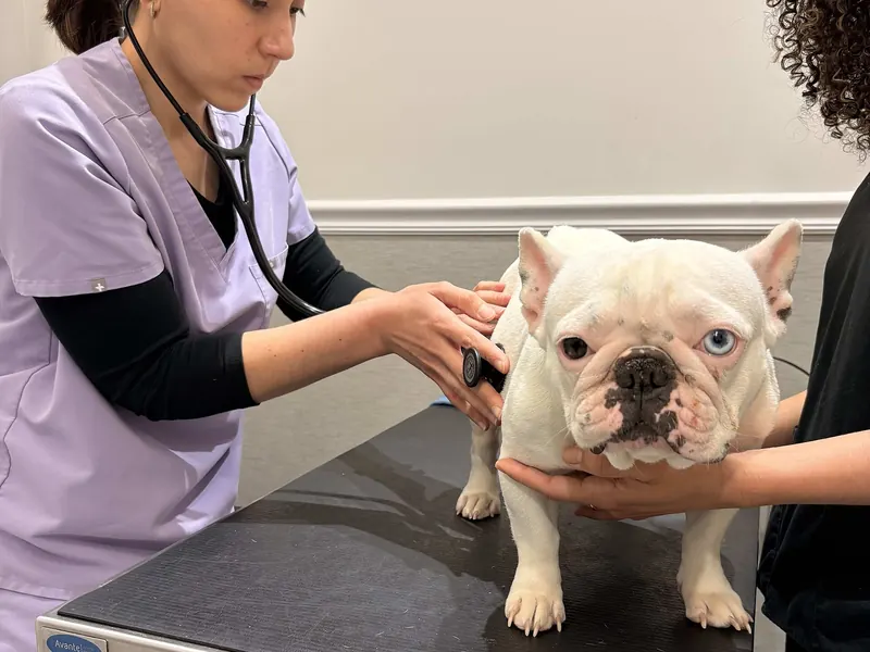 Veterinary Equipment — representative photo