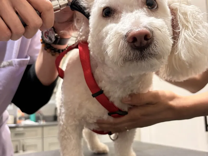 Veterinary — representative photo